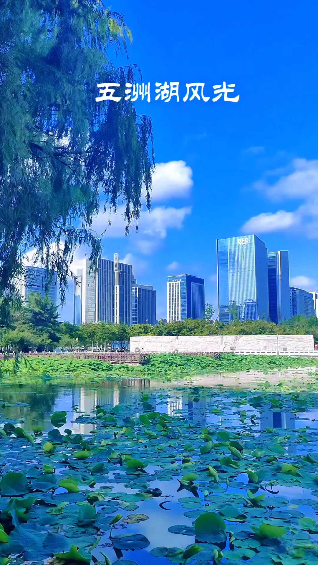 蓝天白云下的五洲湖，微风徐徐，空气清新，鸟儿鸣鸣，一派祥和