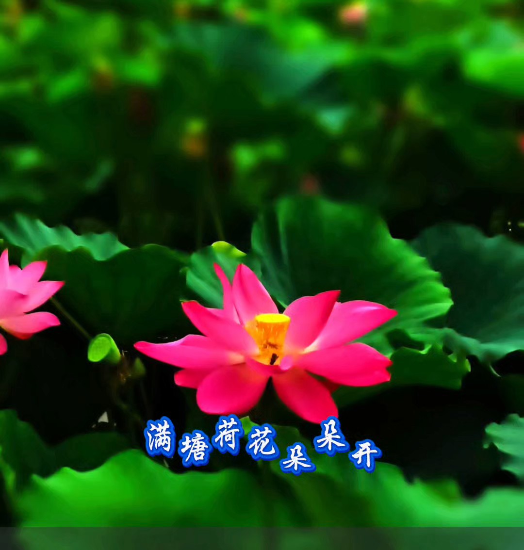 一身清雅.自在留香(泰安龙泽湖公园)