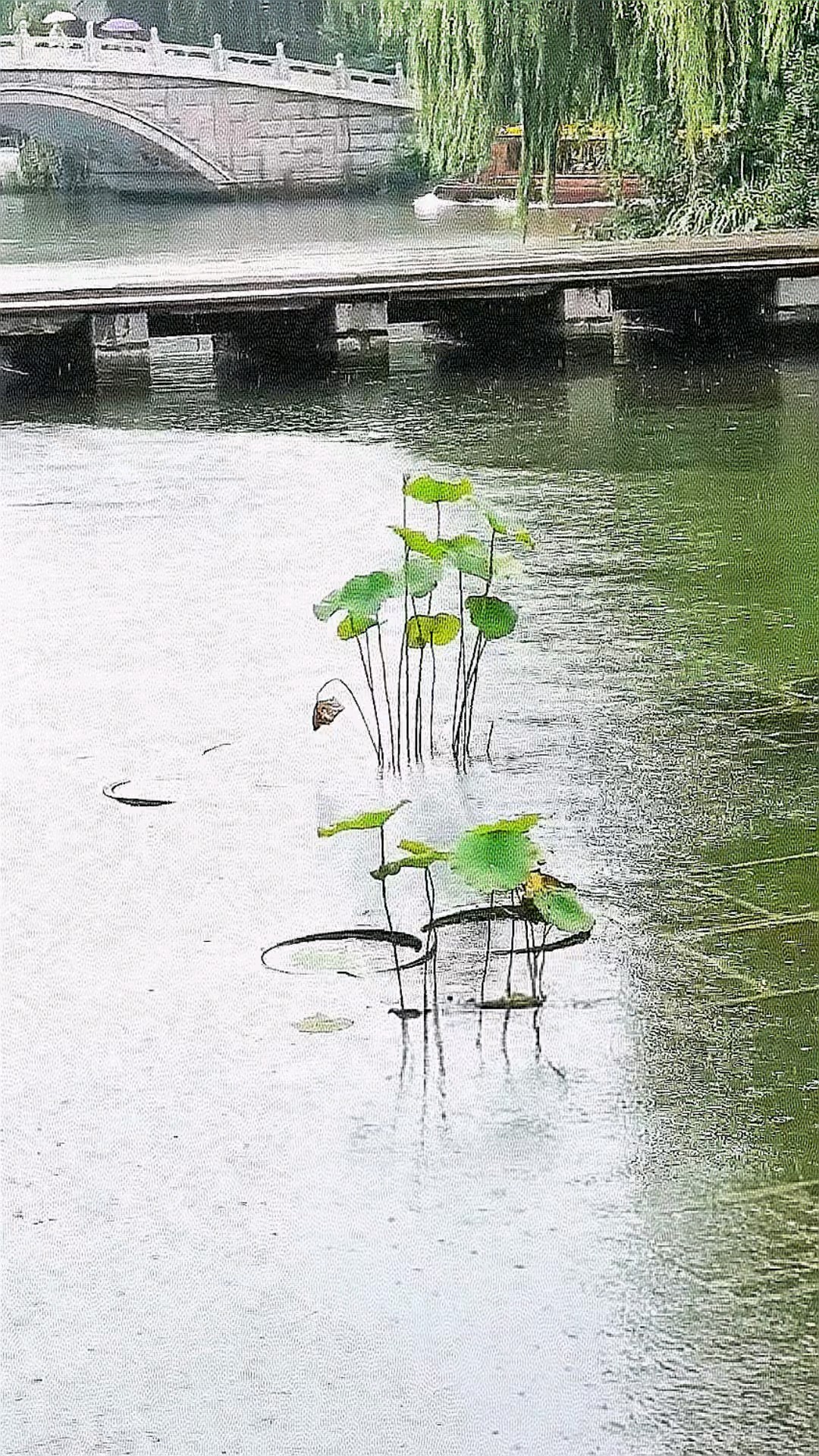疏雨落平湖，荷擎碎玉珠。
轻舟穿碧浪，烟雨隐平芜。∥明湖雨