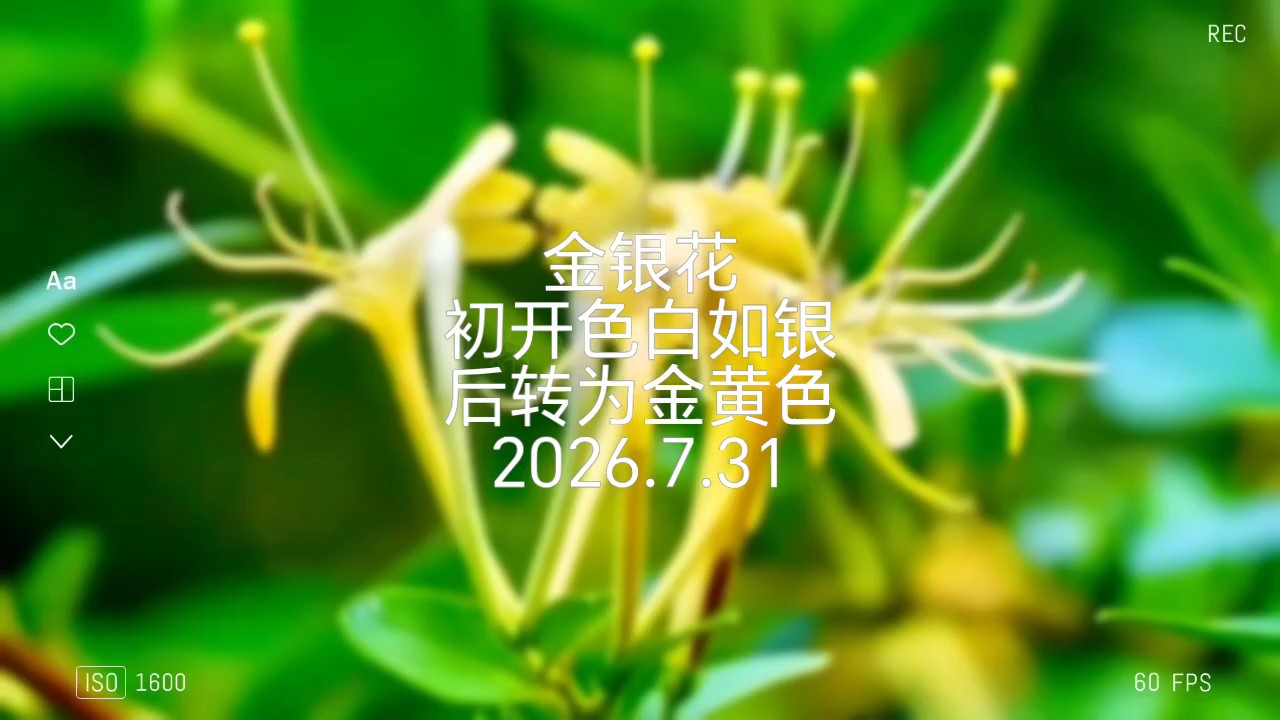 具有“清热解毒”功效的金银花，真漂亮