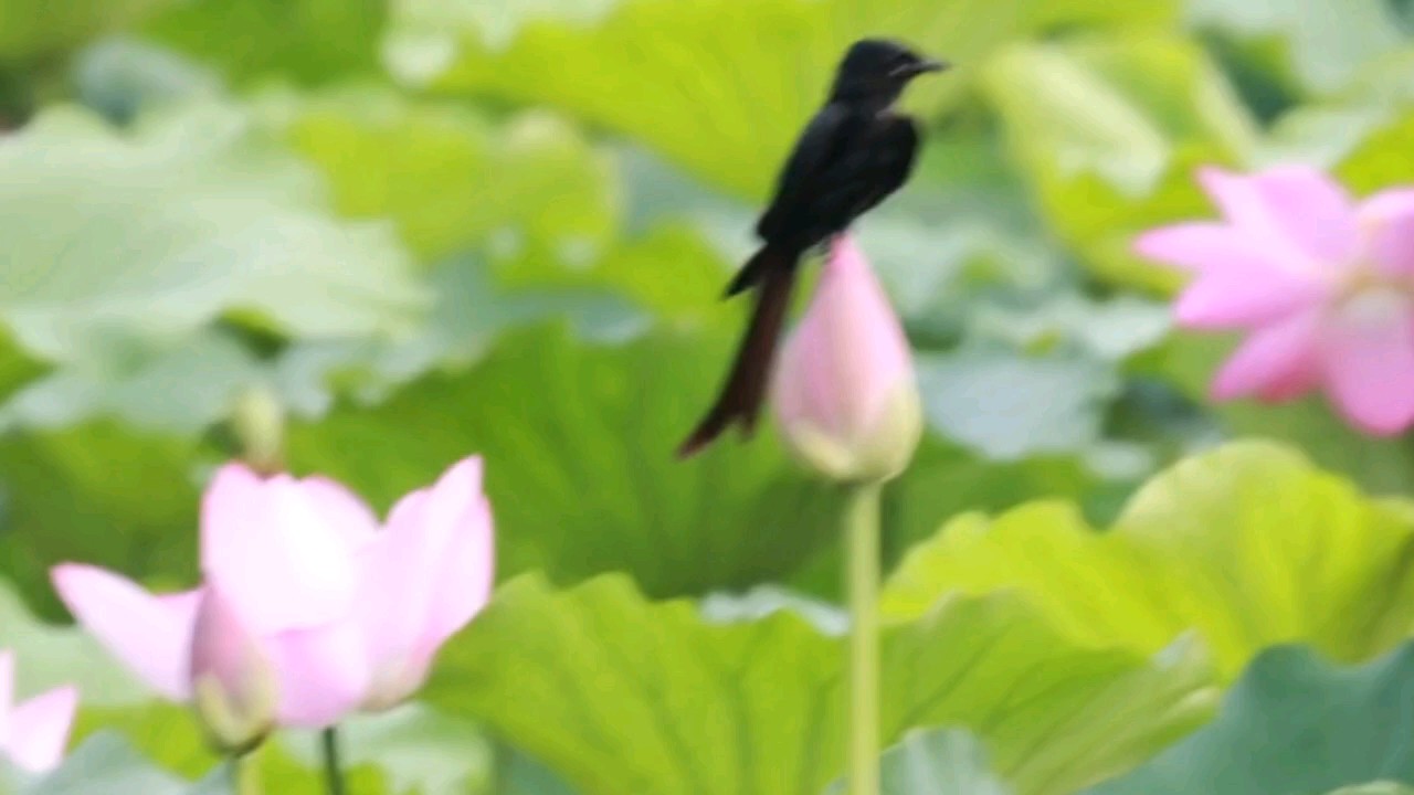 黑卷尾配荷花，水墨画里点睛之笔。美全在“墨韵”和“反差”里