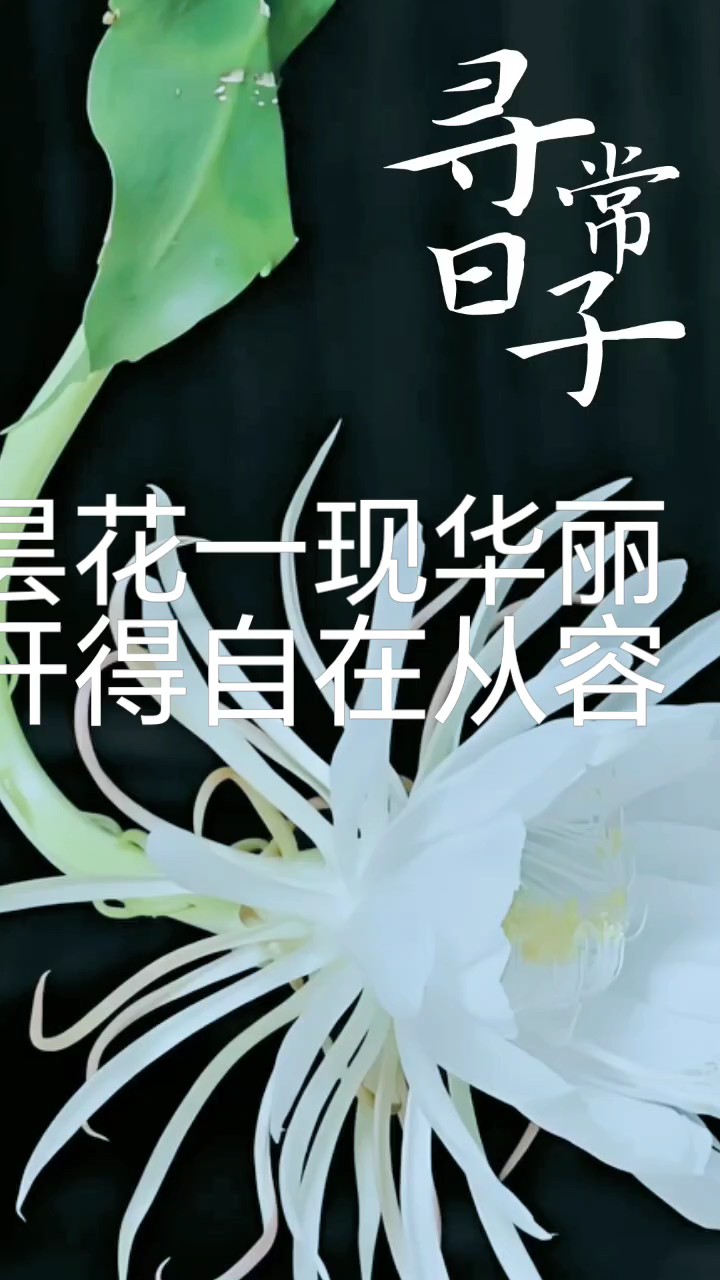 昙花在深夜开放，只努力繁华一个短短的时辰便闭合凋零