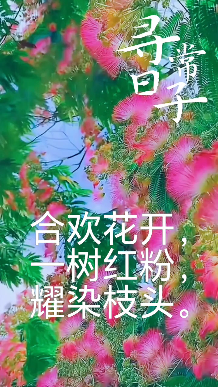 合欢花昼开夜合相依相偎，羽扇霓裳倾诉千载情肠柔情万种
