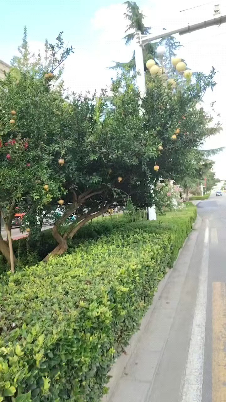 伏天的石榴树‖济宁任城光影一瞥