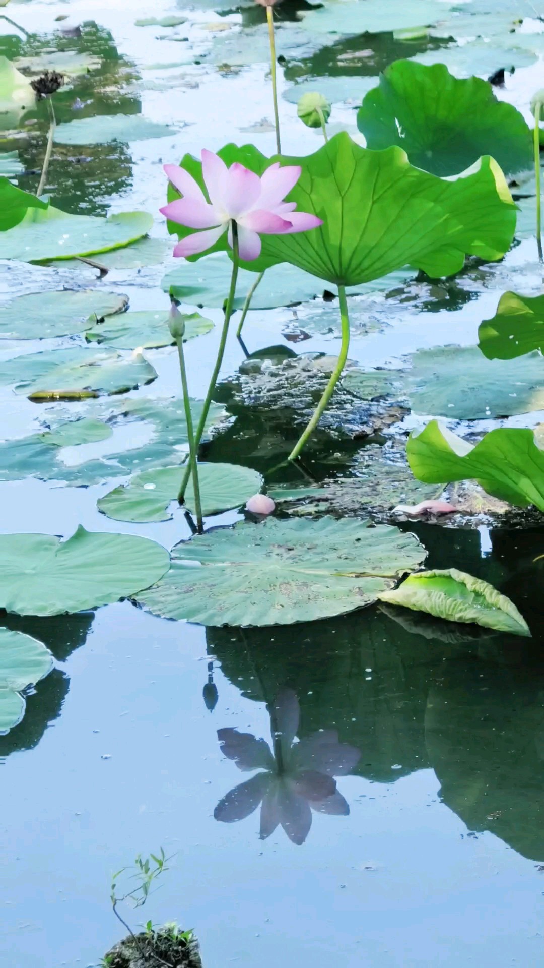 五岳归来不看山，明湖归来不赏荷。/曾堤观荷