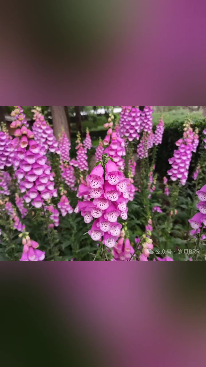 花朵繁密的毛地黄，色彩艳丽真漂亮