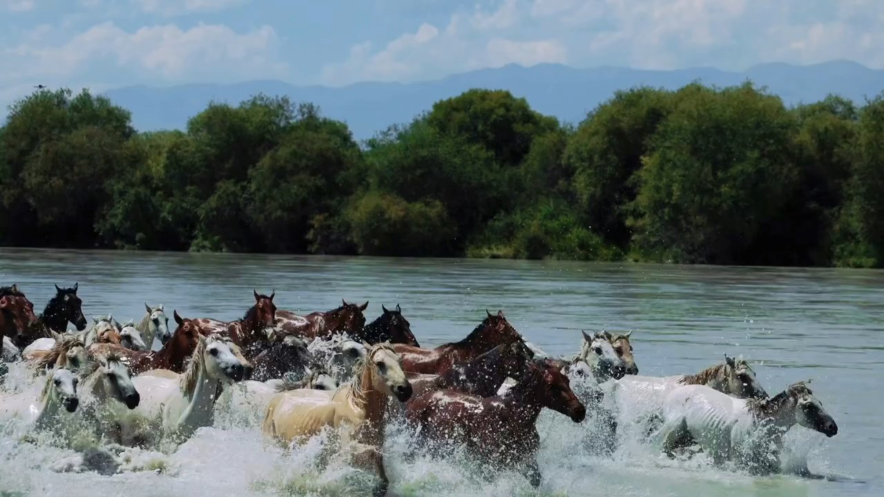 长风牵衣马蹄轻，一路繁花碾作尘，奔赴山海不问归程