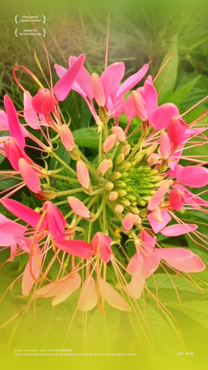 盛夏漂亮的醉蝶花，粉瓣轻扬花丝绵长繁花似蝶自在迎风