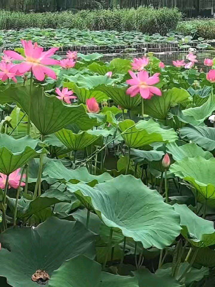四面荷花三面柳，一城山色半城湖。