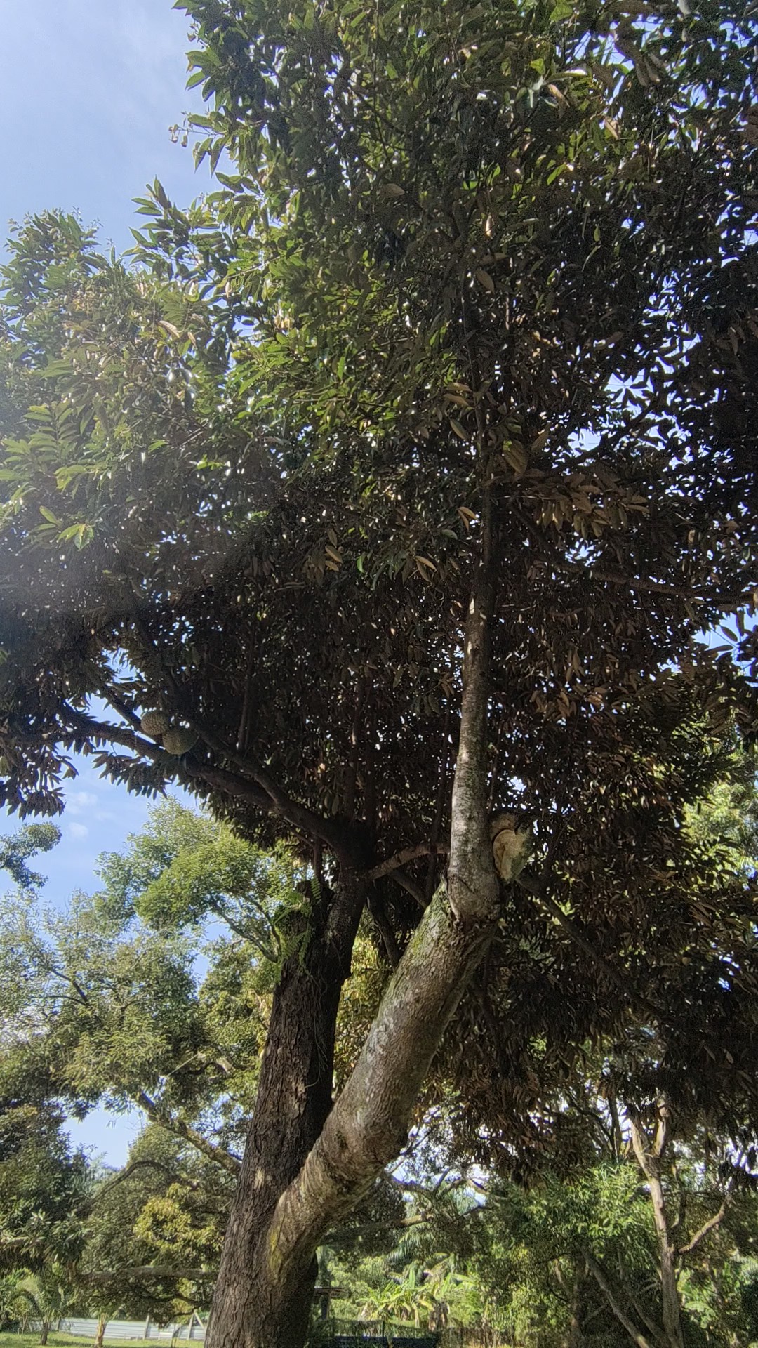 榴莲好吃采摘难，终究感谢大自然