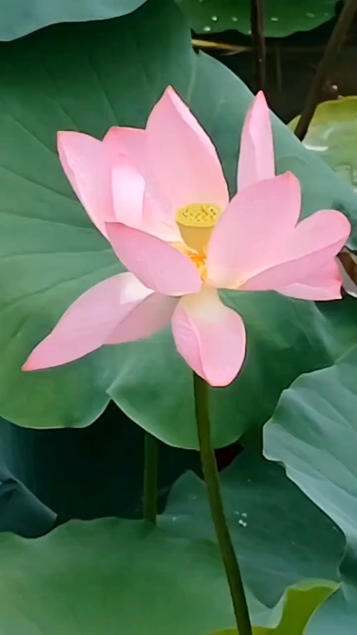 雅俗共赏怡园荷花