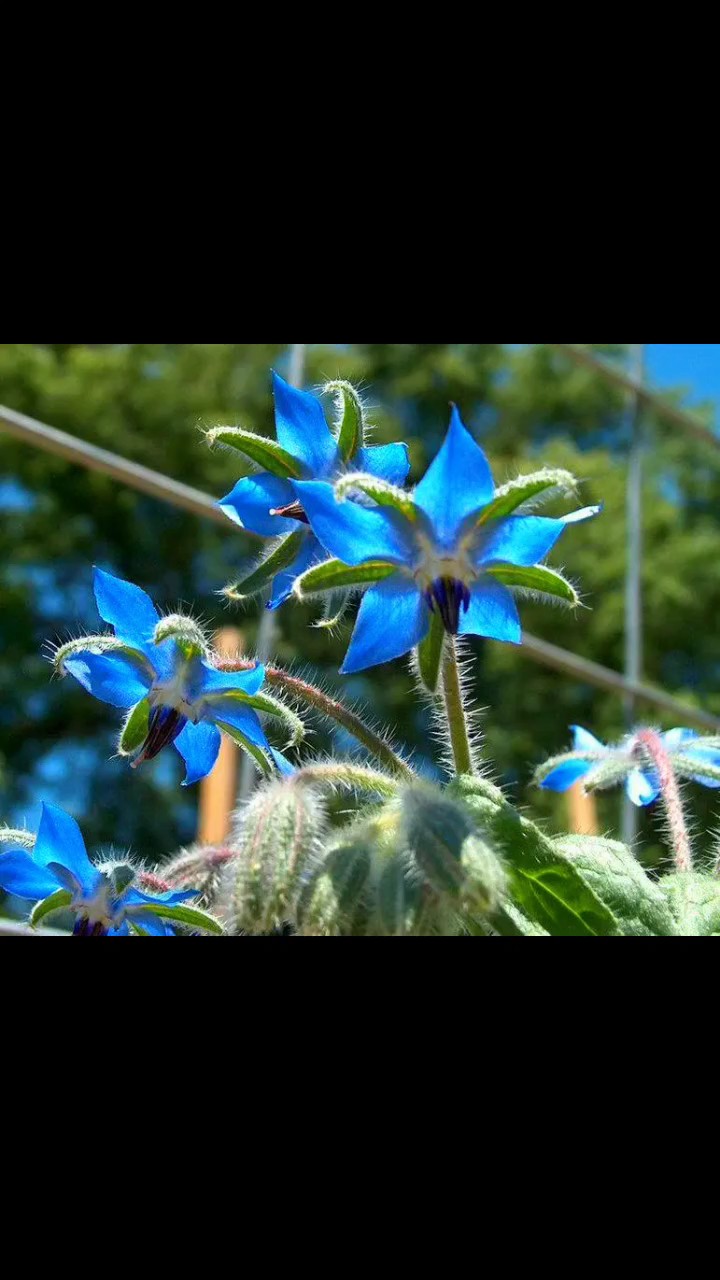 玻璃苣花很好看