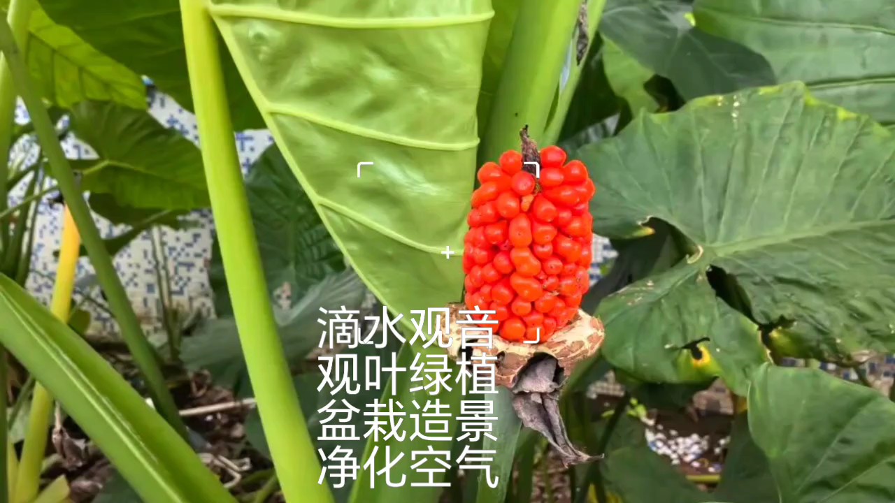 滴水观音，夏季高温潮湿环境下会出现叶片滴水现象