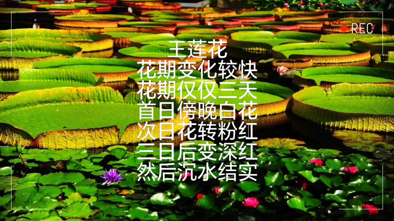 王莲花称“善变女神”，花期三天首次白花次日转粉红第三日变深红