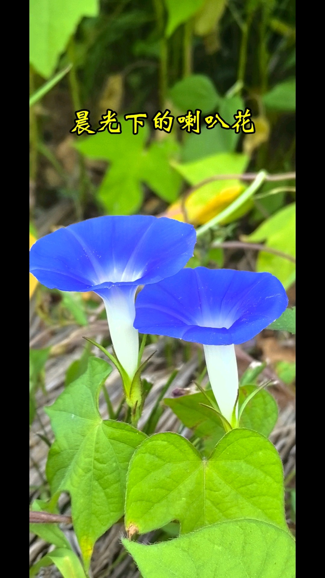 8.9万灵山上的喇叭花