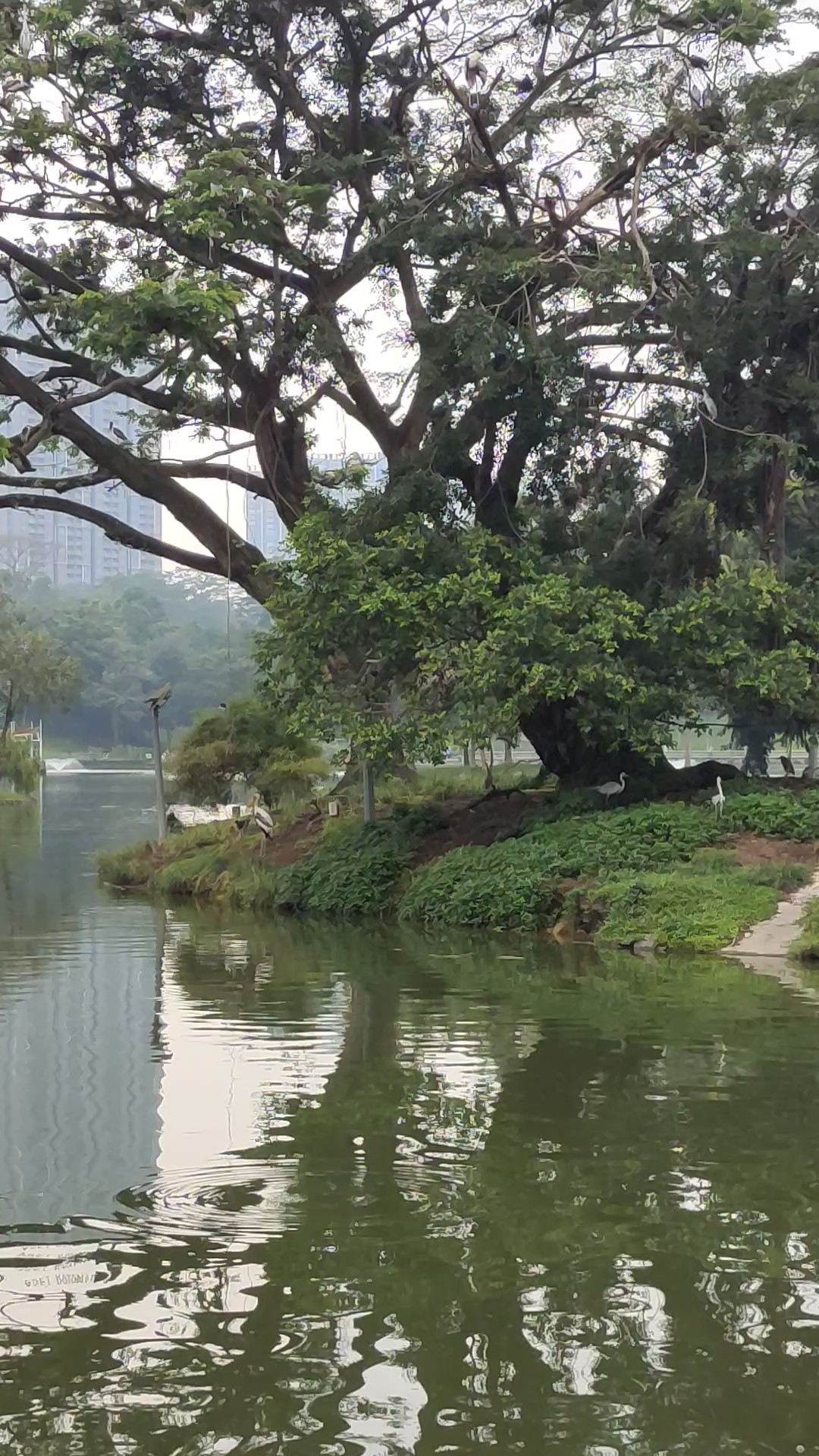 一树天鹅鸣碧水