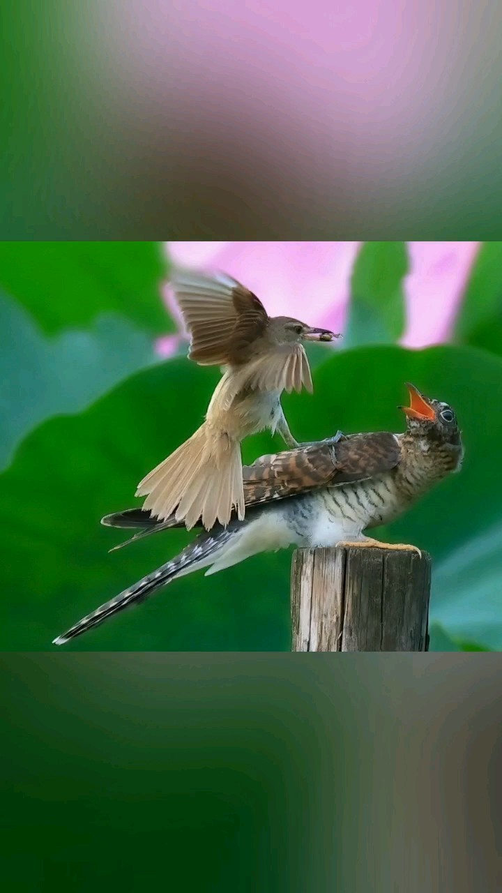 大苇莺养育小杜鹃，是自然界中一出著名的“巢寄生”骗局！