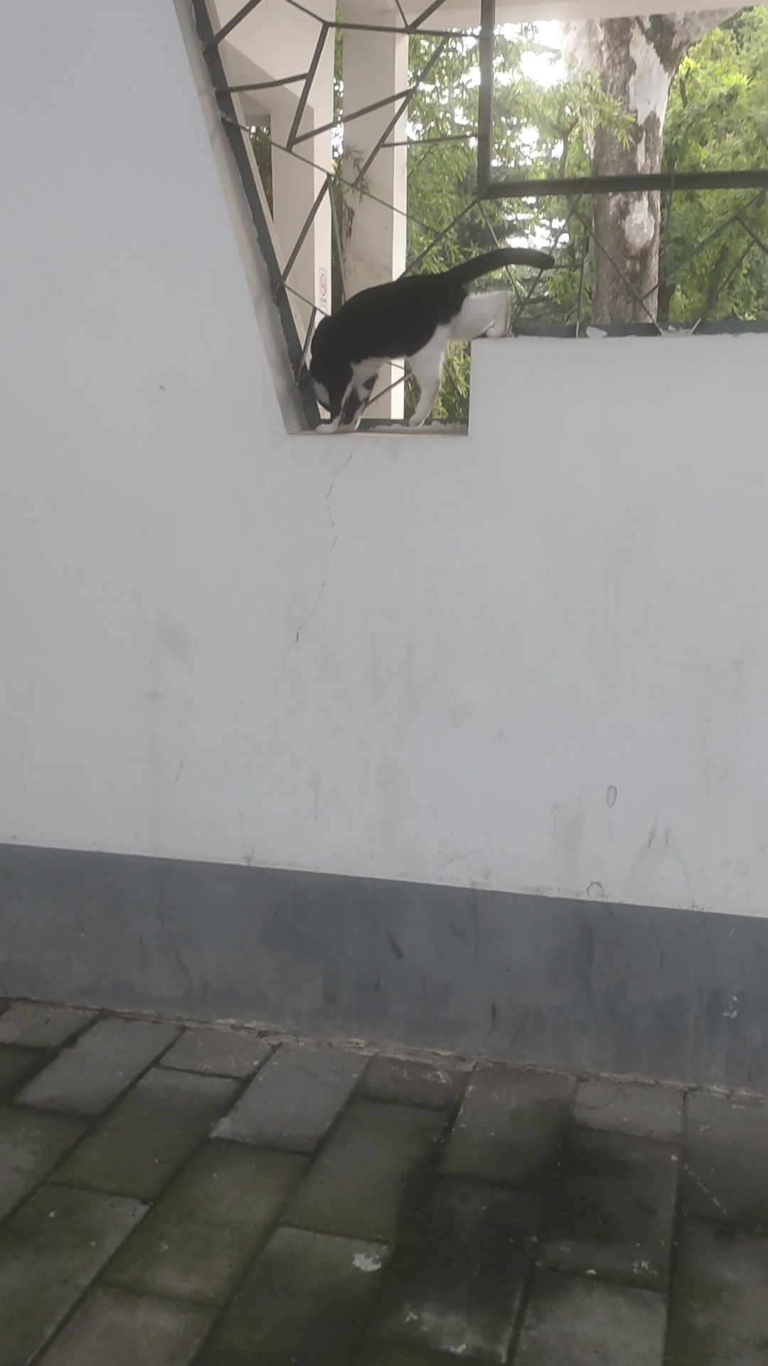 与人接触多了，猫也文雅起来