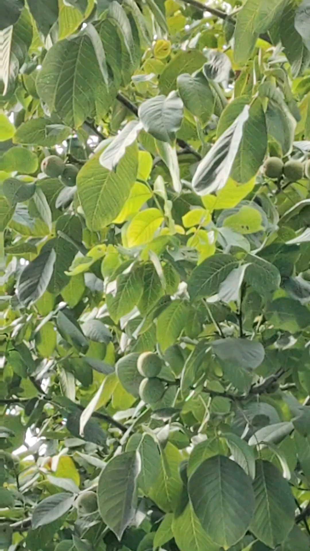 社区小院核桃树，果实累累挂满枝头。