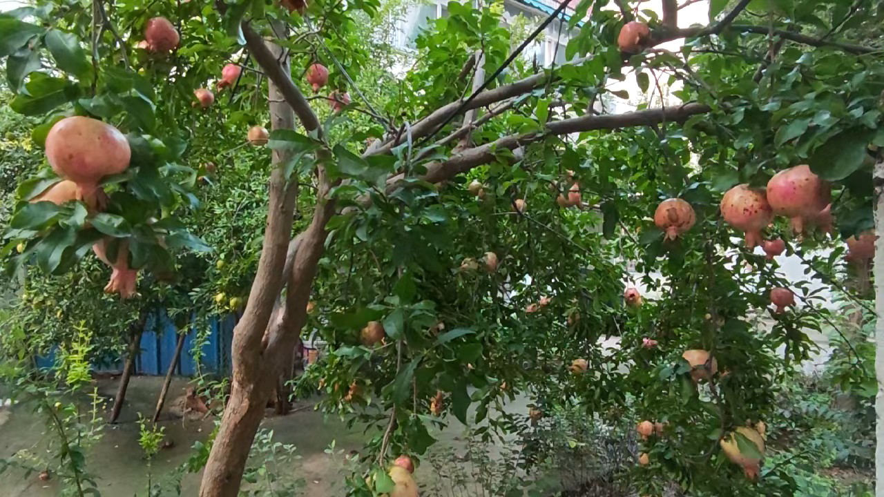 秋风掠过石榴树，翠绿枝叶间，一颗颗红石榴高高挂起，好似红灯笼