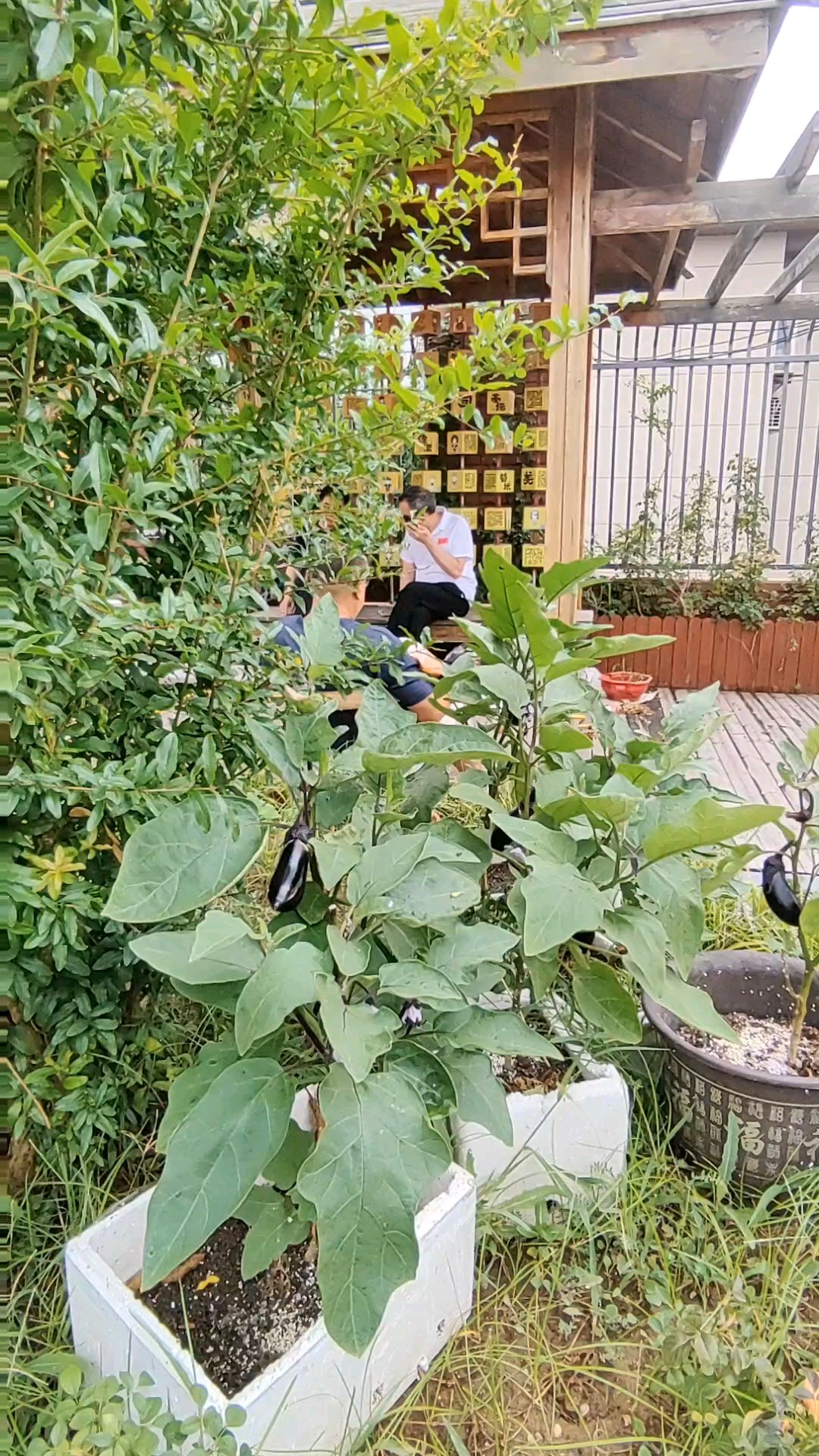 满天乌云不见睛，站在高处有微风，秋雨绵绵今早停。八月十三日。