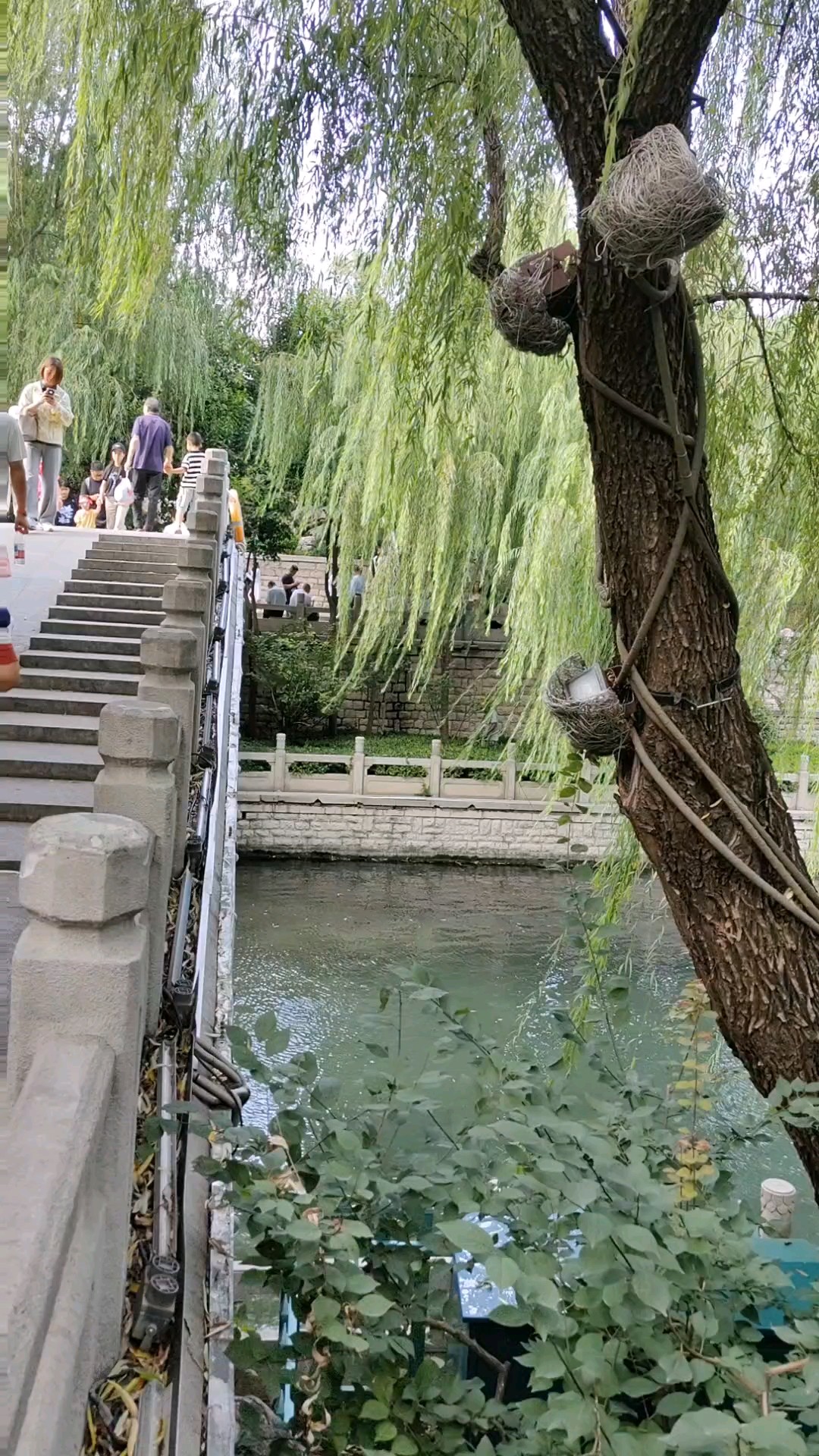 阴云散尽见蓝天，游客漫步琵琶泉，登桥望远看景观。今日下午四点