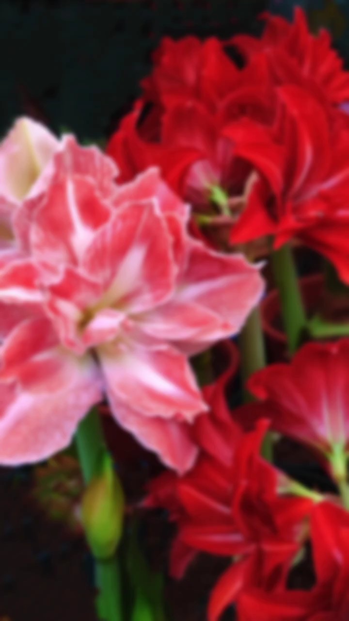美花欣赏，朱顶红花