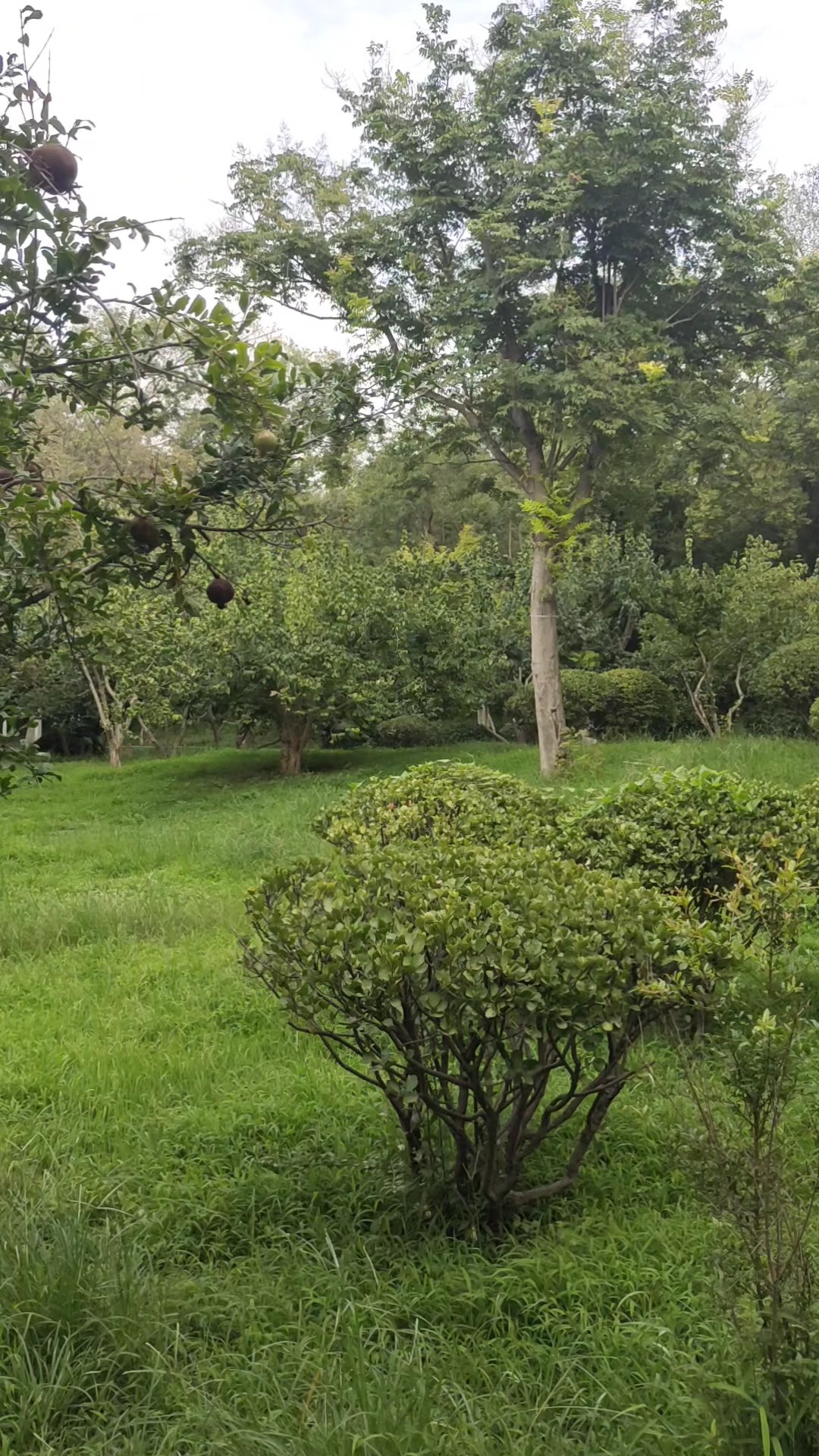 鸟儿从空中划过，什么也没留下，但留下了不是Ai的声音