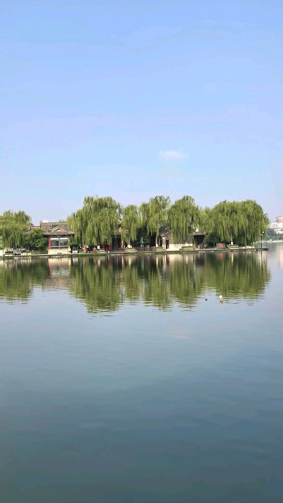 一池碧水随风皱，万缕垂杨傍岸青。/晨起明湖