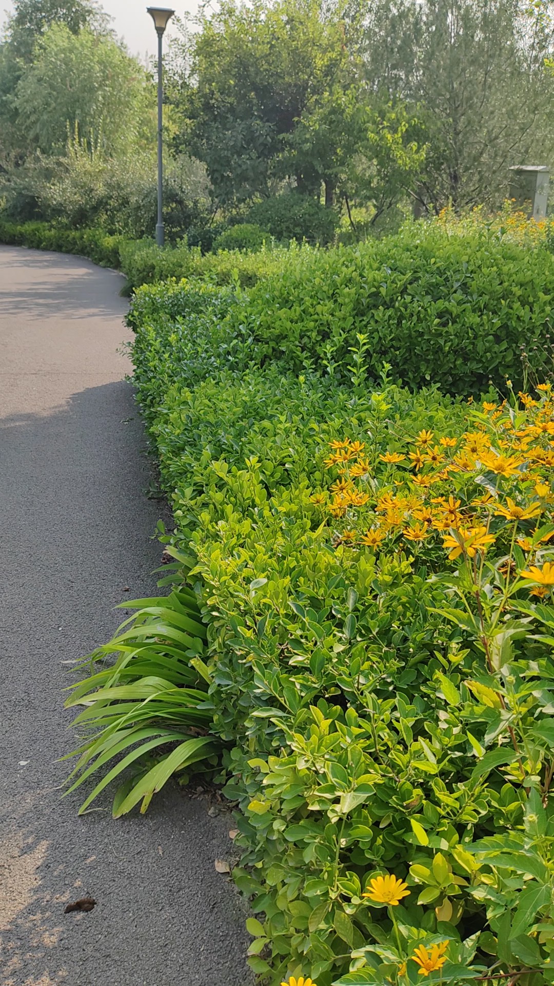 清晨阳光正好，观赏山花烂漫（视频拍自蒋山）