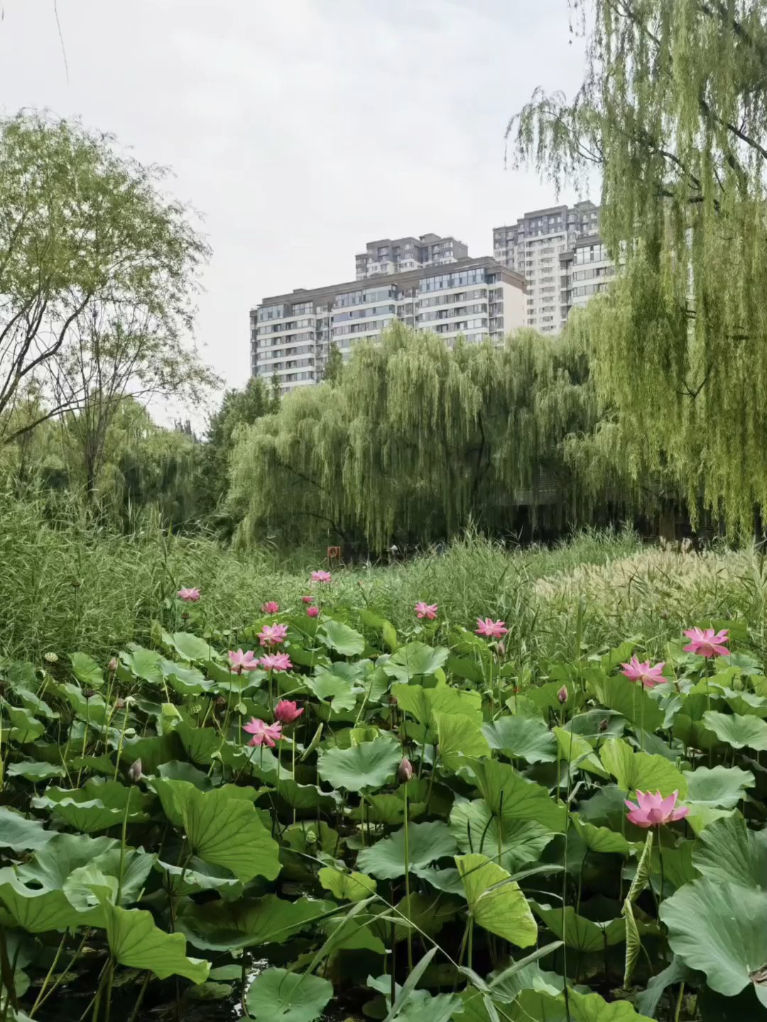 早安