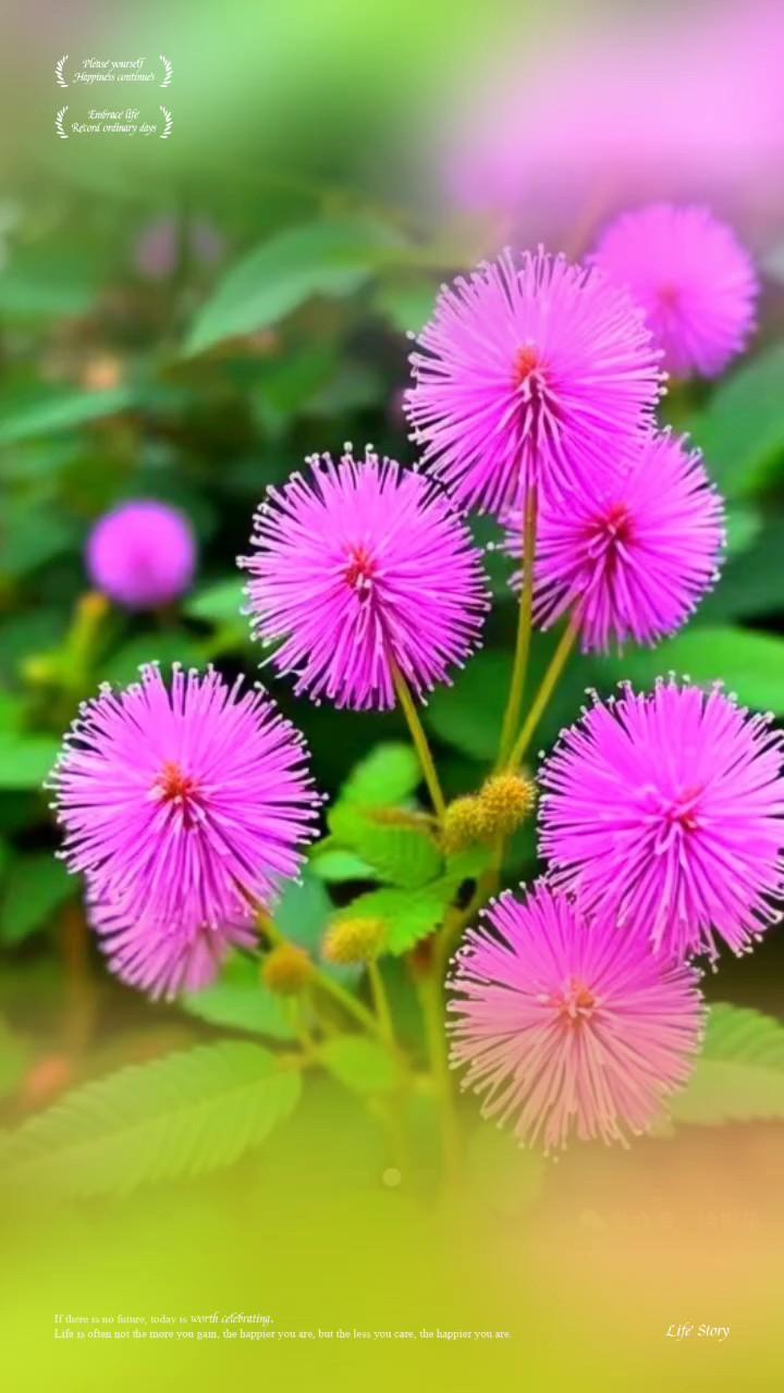 羞羞答答含羞草，开花好看不得了色彩鲜艳很抢眼花开四射含羞草