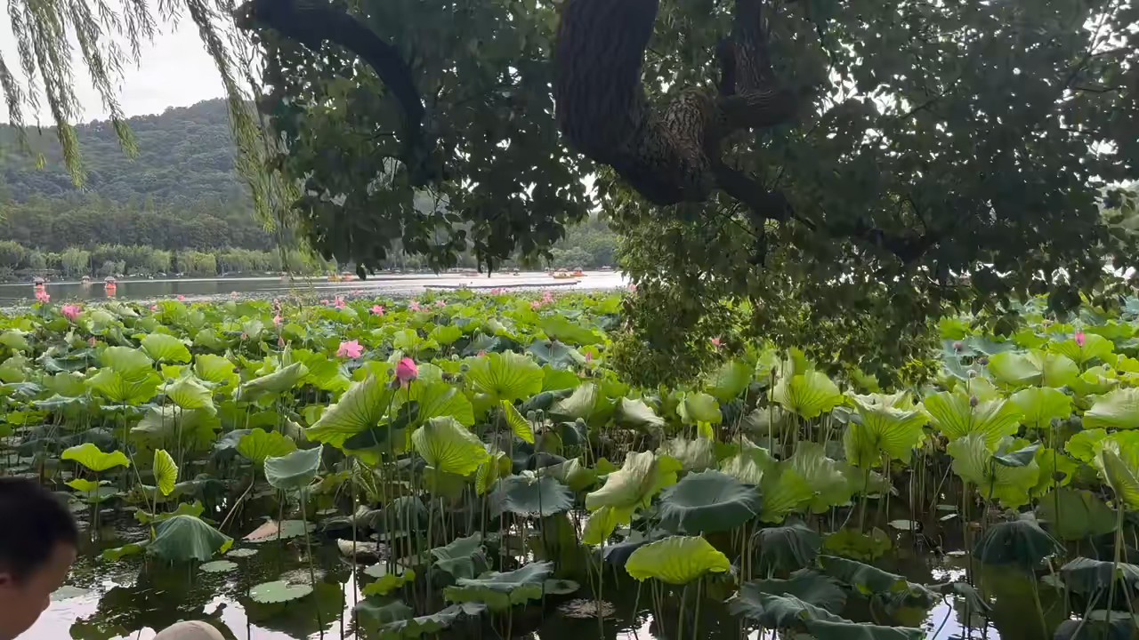 上有天堂下有苏杭，醉美西湖的美有许多面……