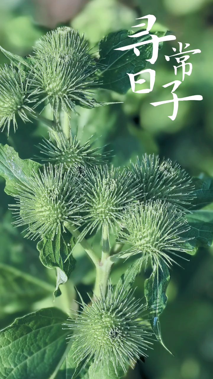 乡野还没成熟的篦麻果现在很少见了