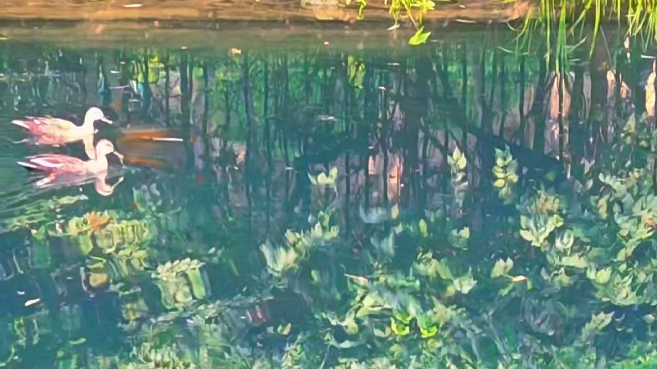 初秋，最美护城河绿意盎然，野鸭戏水，画舫穿梭美极了。
