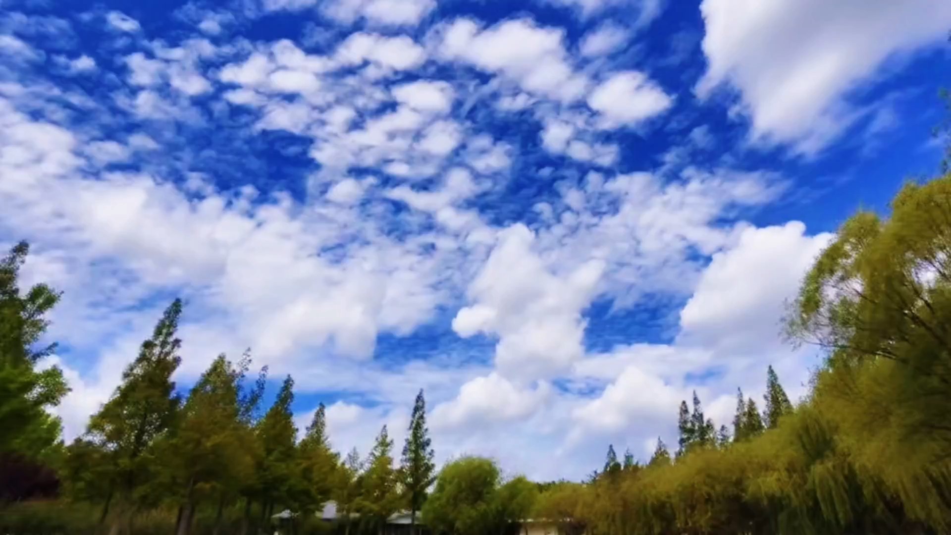 出伏上午遇晴空，白云舒卷漫蓝天
～拍摄于今天上午的蓬莱