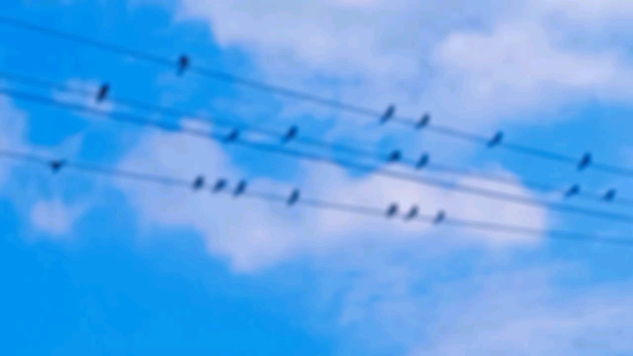 群鸟栖电缆，凝眸对我观。
风轻云影静，不语各相安。