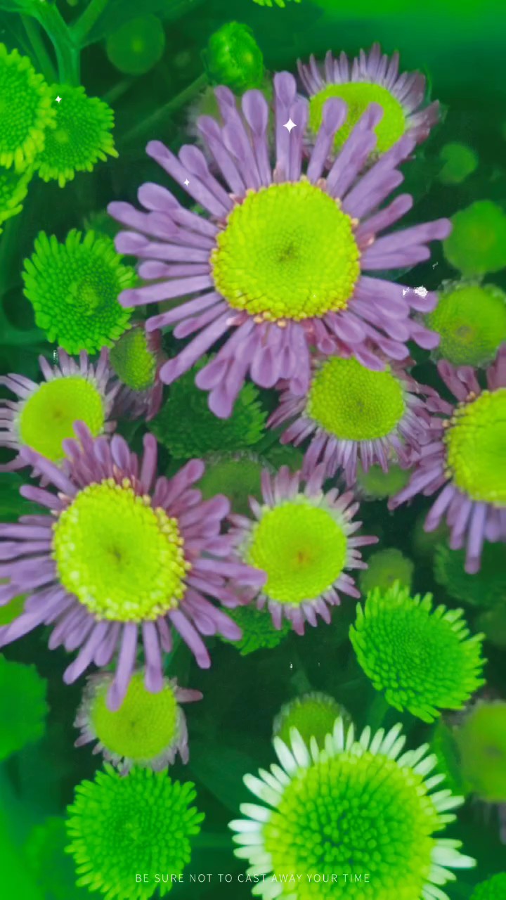 女王菊，小巧精致花团锦簇清新高雅治愈
