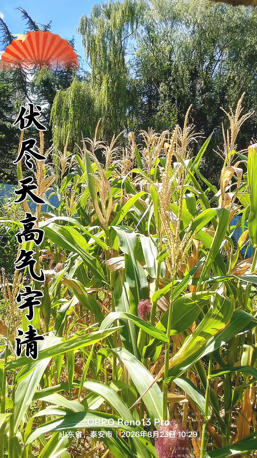 知秋