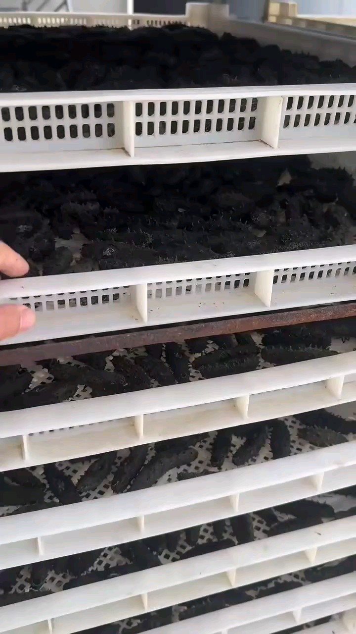 真正好海参不用机器烘干，还是烈日当空下自然晒干为好