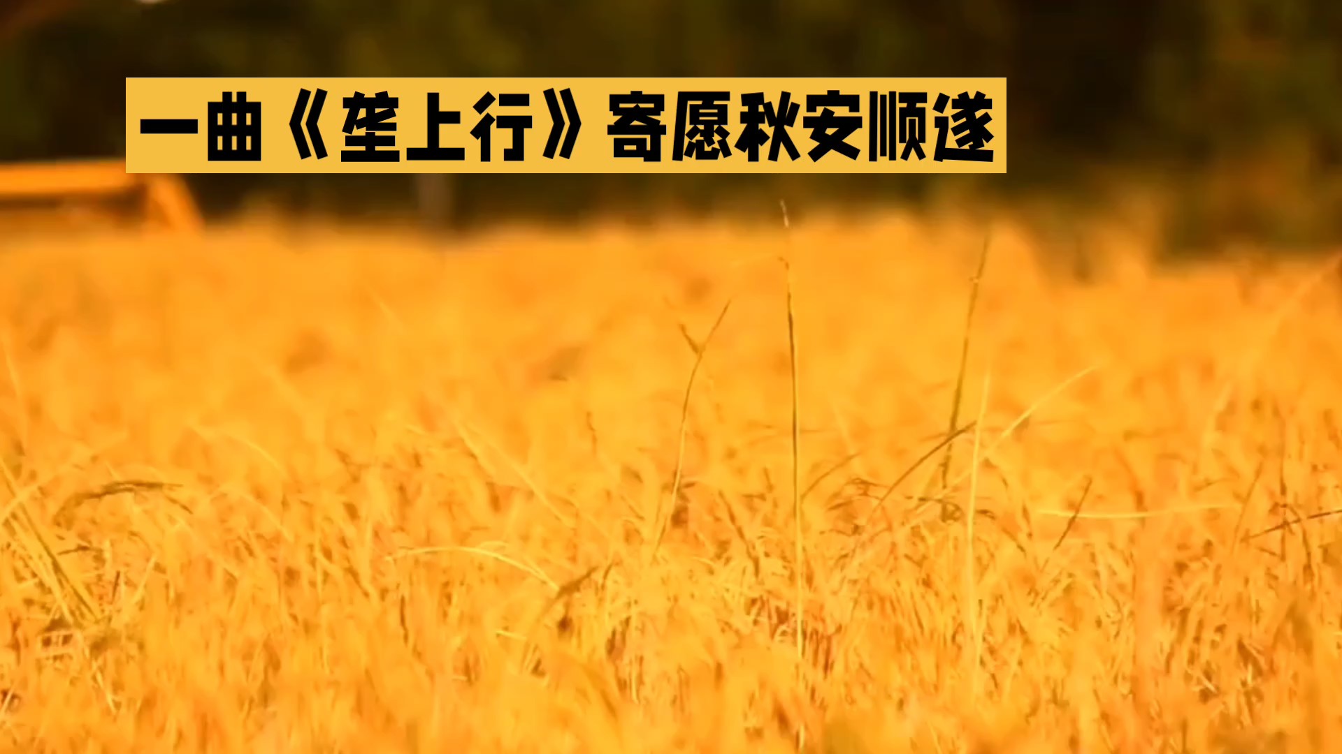 一曲《垄上行》寄愿秋安顺遂（AI创作）