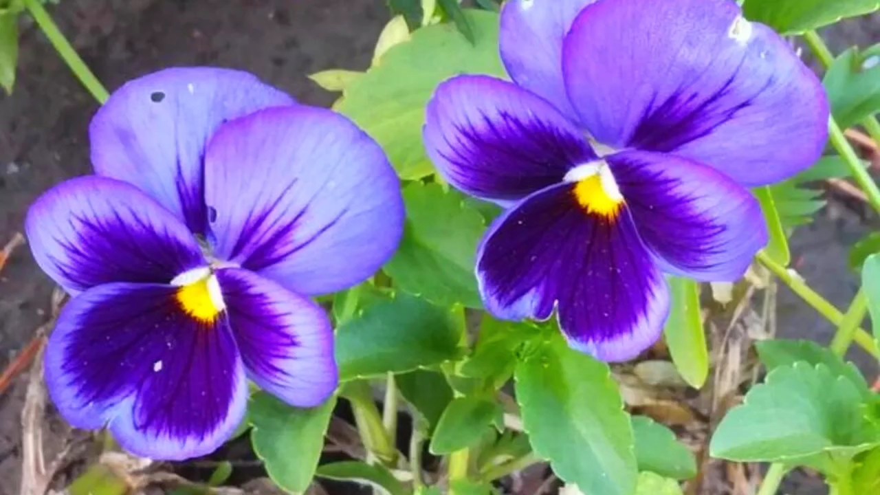 角菫花，恰似成群的蝴蝶翩翩起舞为日常生活添上无限生机