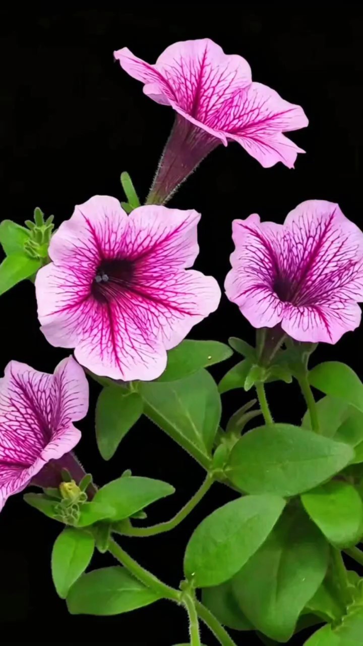 紫色矮牵花，花型似喇叭花瓣深紫色放射状条纹与绿叶塔配生机勃勃