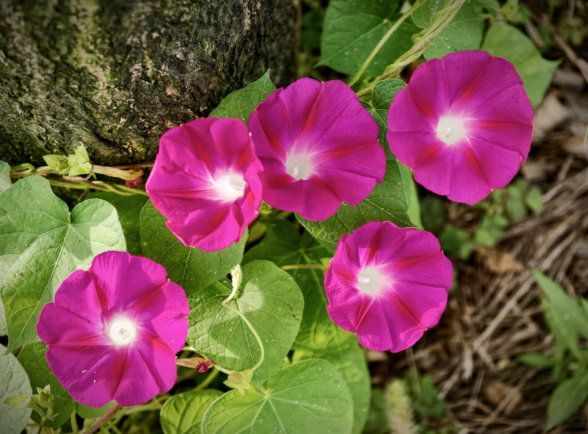 

红蓝牵牛花汇聚 清晨一起共高歌（高军摄