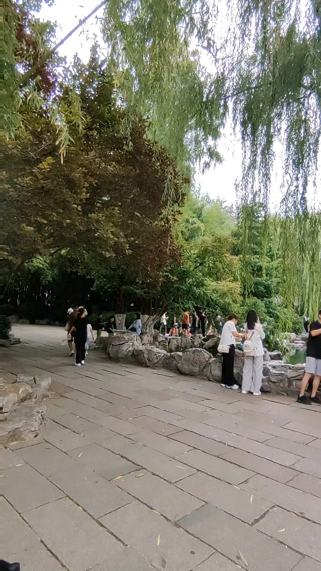 花坛吐艳锦鲤欢，无忧之泉在济南。2026年8月27日下午。