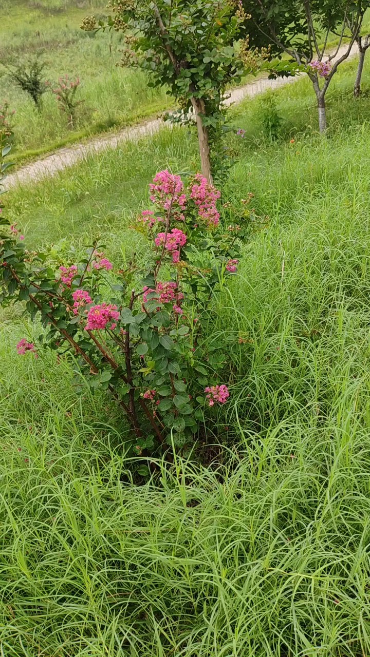 天天童心在恰似花盛开，笑对人生事持有好心态河边走一走潇洒自在