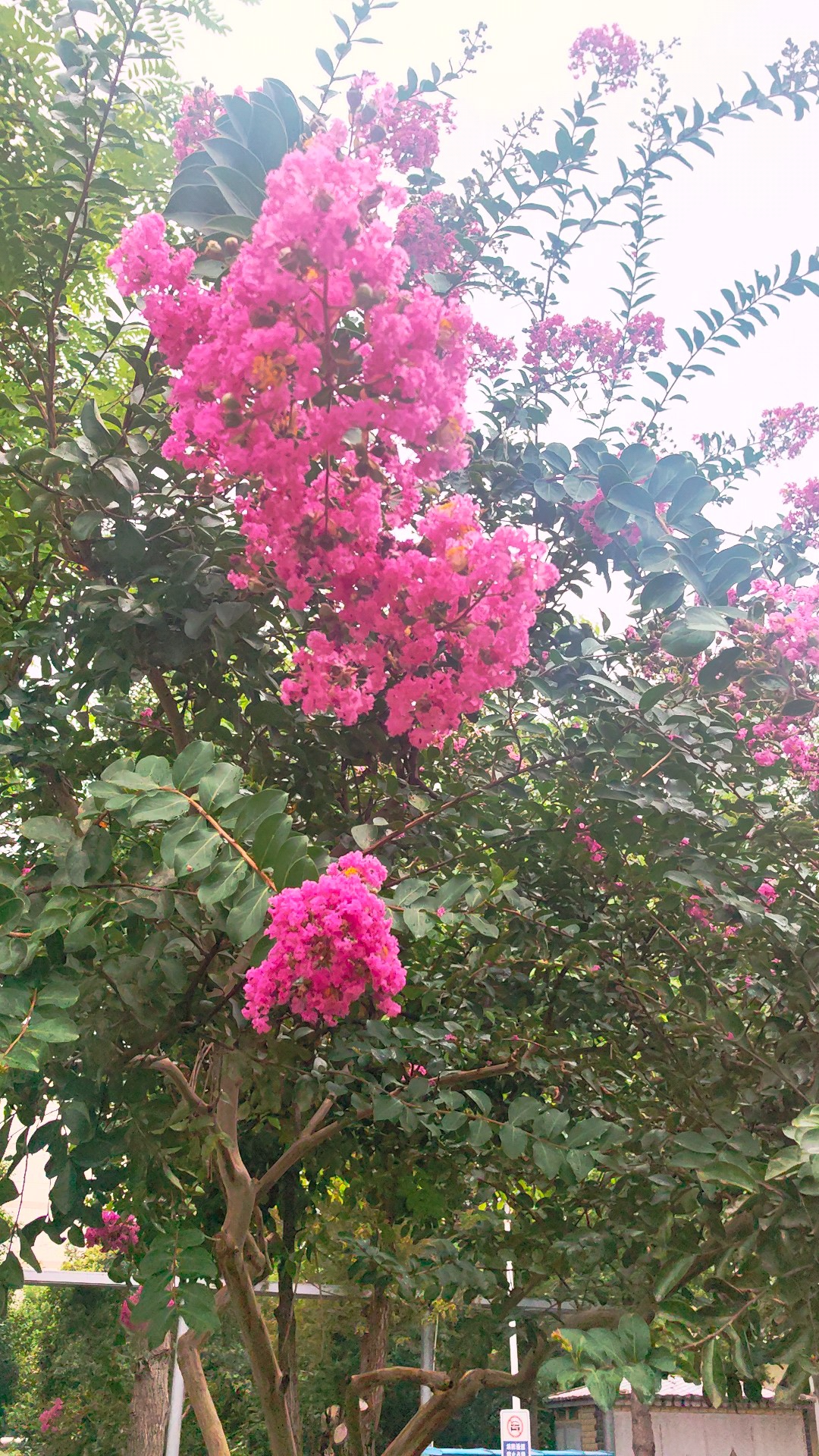 微雨过后，紫薇花娇艳多姿，令人陶醉。