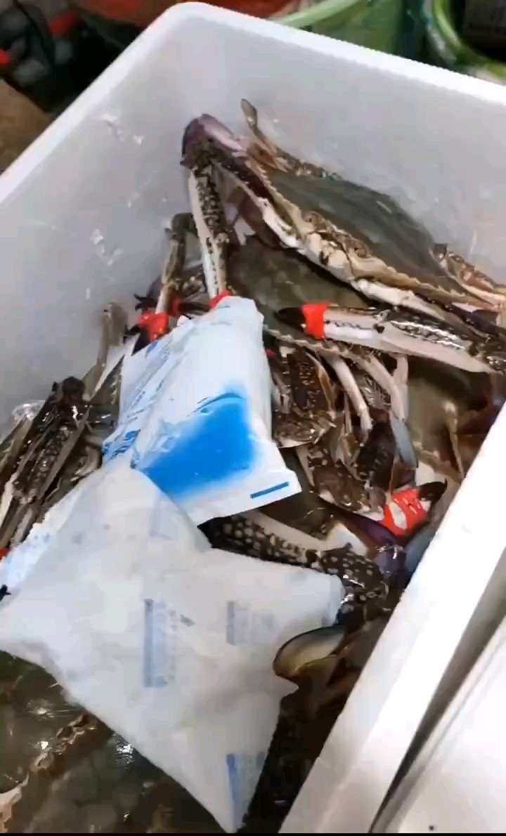 梭子蟹金贵日子到头了，明天渤海湾开海之时，瞬间会被打成白菜价