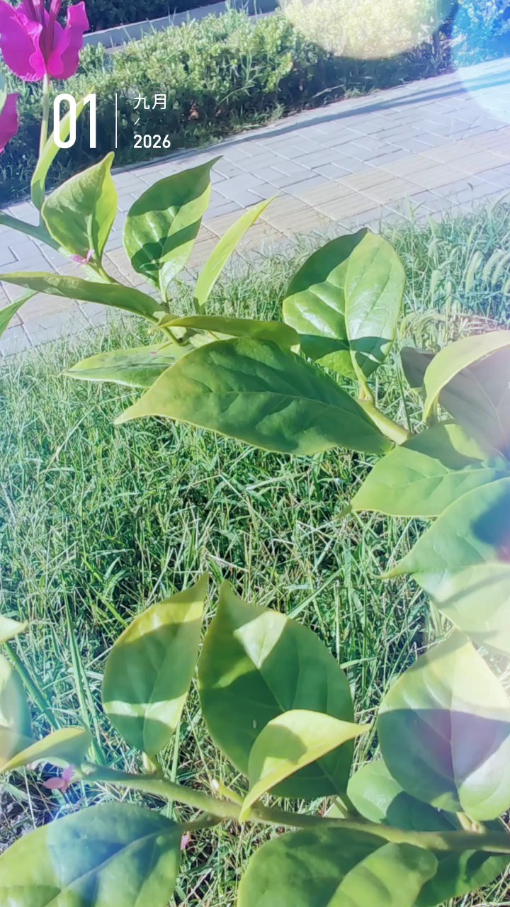 济南章灵丘街路边上三角梅花在风中摇曳，真漂亮