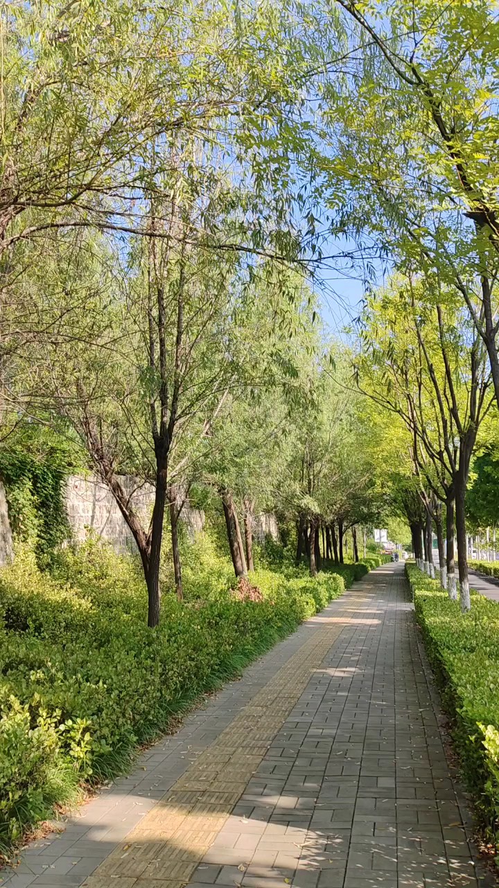 风遇秋凉树遇温柔人遇清欢，风容路上的树木在清秋里静守安然